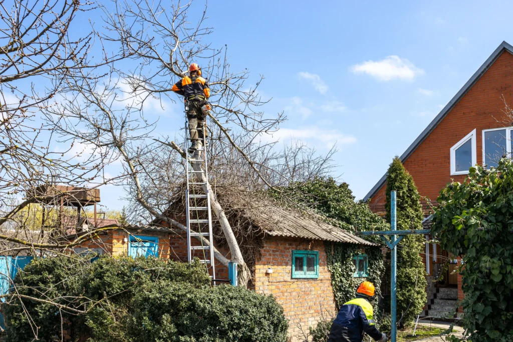 Tree Pruning Best Practices for Southern California Climates