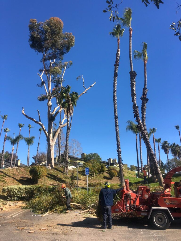 How to Know When a Tree Needs to Be Removed