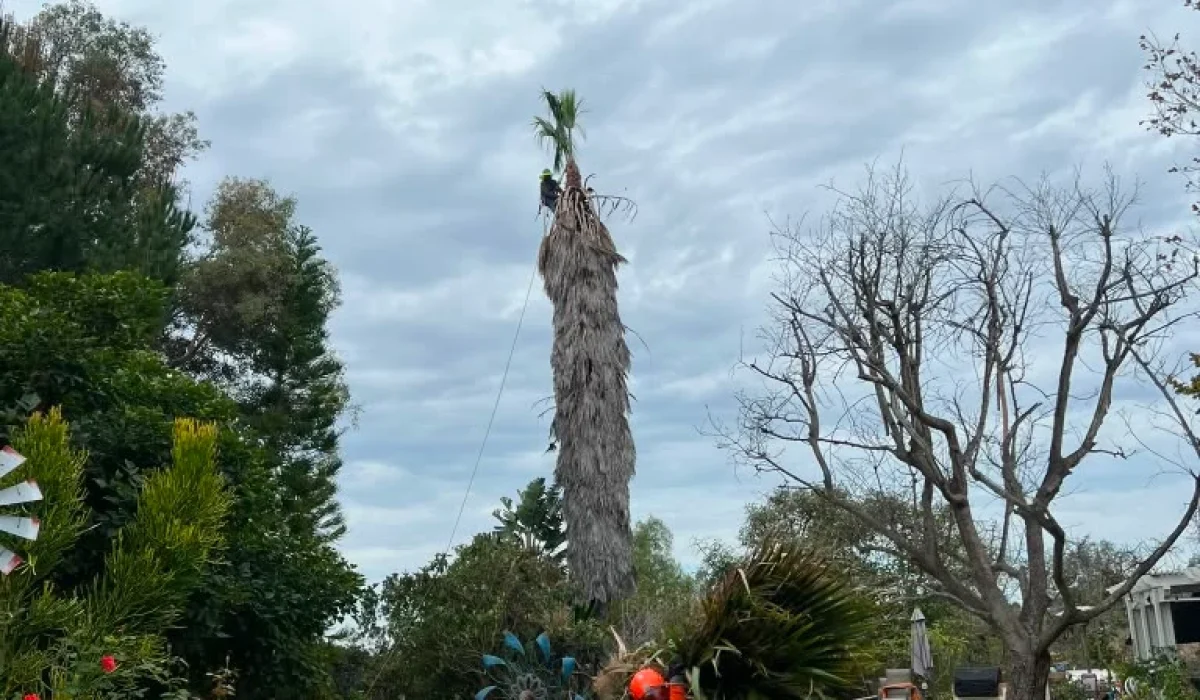 General Tree Services 04-08-26 (23)