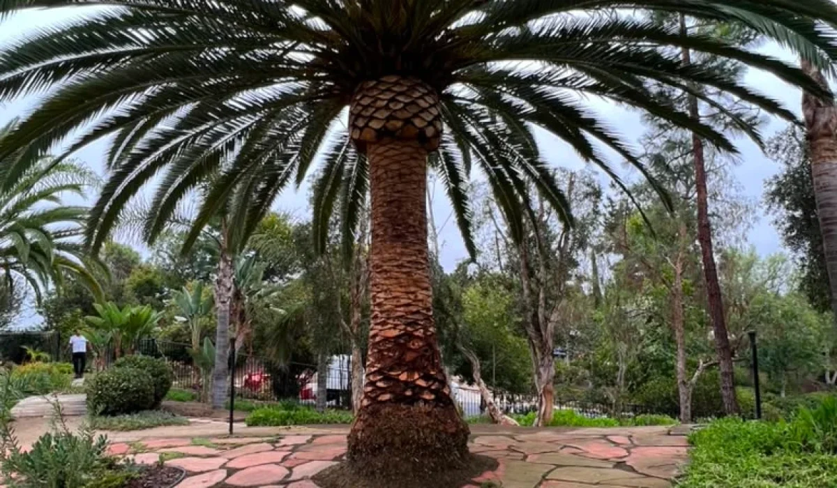 General Tree Services 04-08-26 (24)