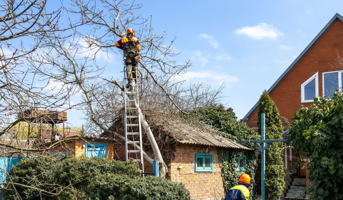 General Tree Services 4