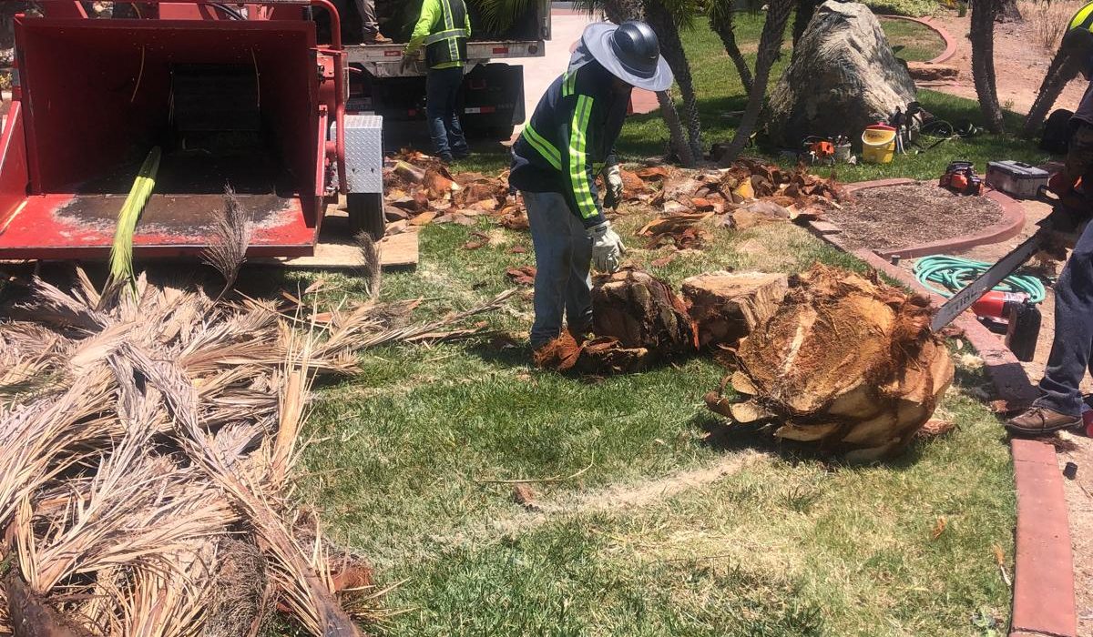 Tree Services 3