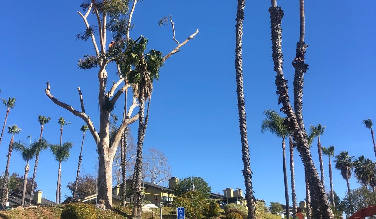 Tree Services 5